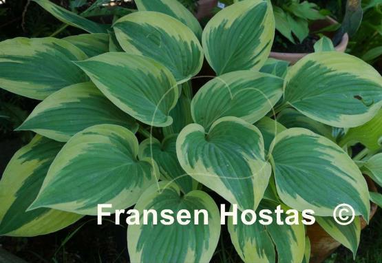 Hosta Yin